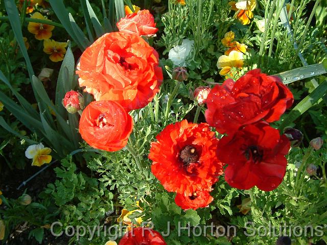 Ranunculus orange